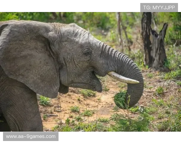 《线索追踪：在迷雾重重的案件中揭开真相，锁定凶手的终极挑战》